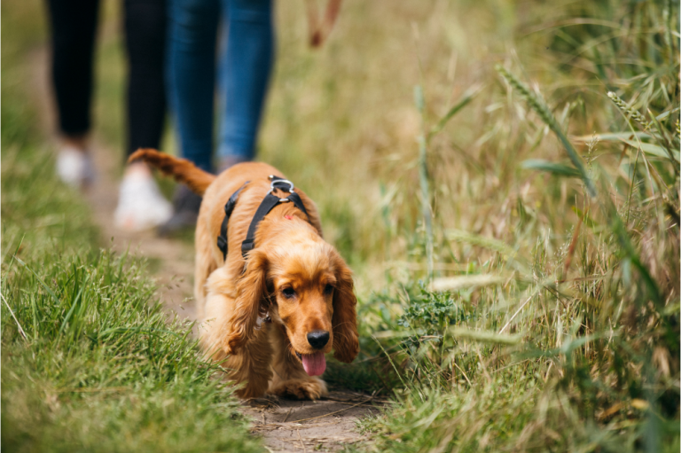 10 of the best dog walks in Lincolnshire Wold View
