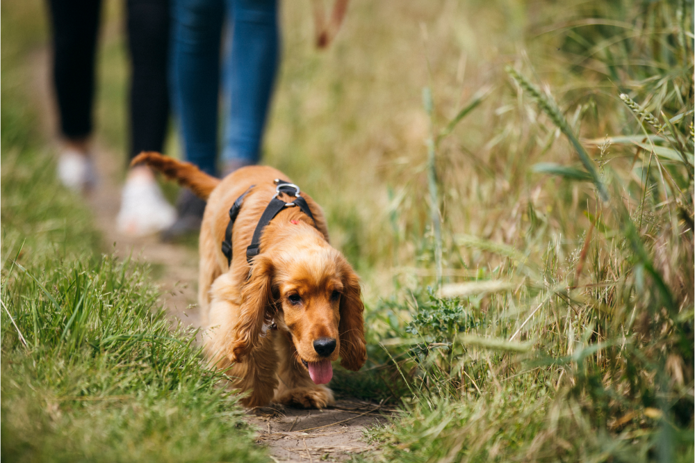 10 of the best dog walks in Lincolnshire